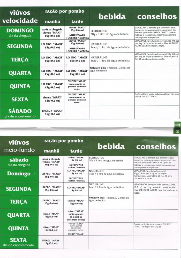 Columbofilia: Campeonatos internacionais trazem espetáculo a Mira