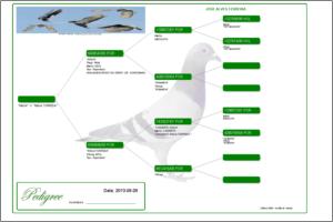 Pedigree Proforma